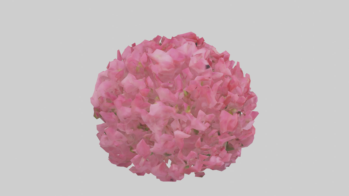 3D model Impatiens flower model VR / AR / low-poly