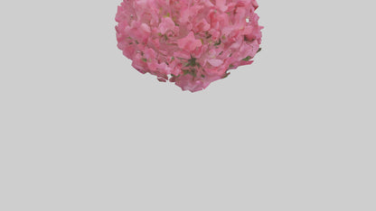 3D model Impatiens flower model VR / AR / low-poly