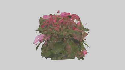 3D model Impatiens model VR / AR / low-poly