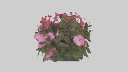 3D model Impatiens model VR / AR / low-poly