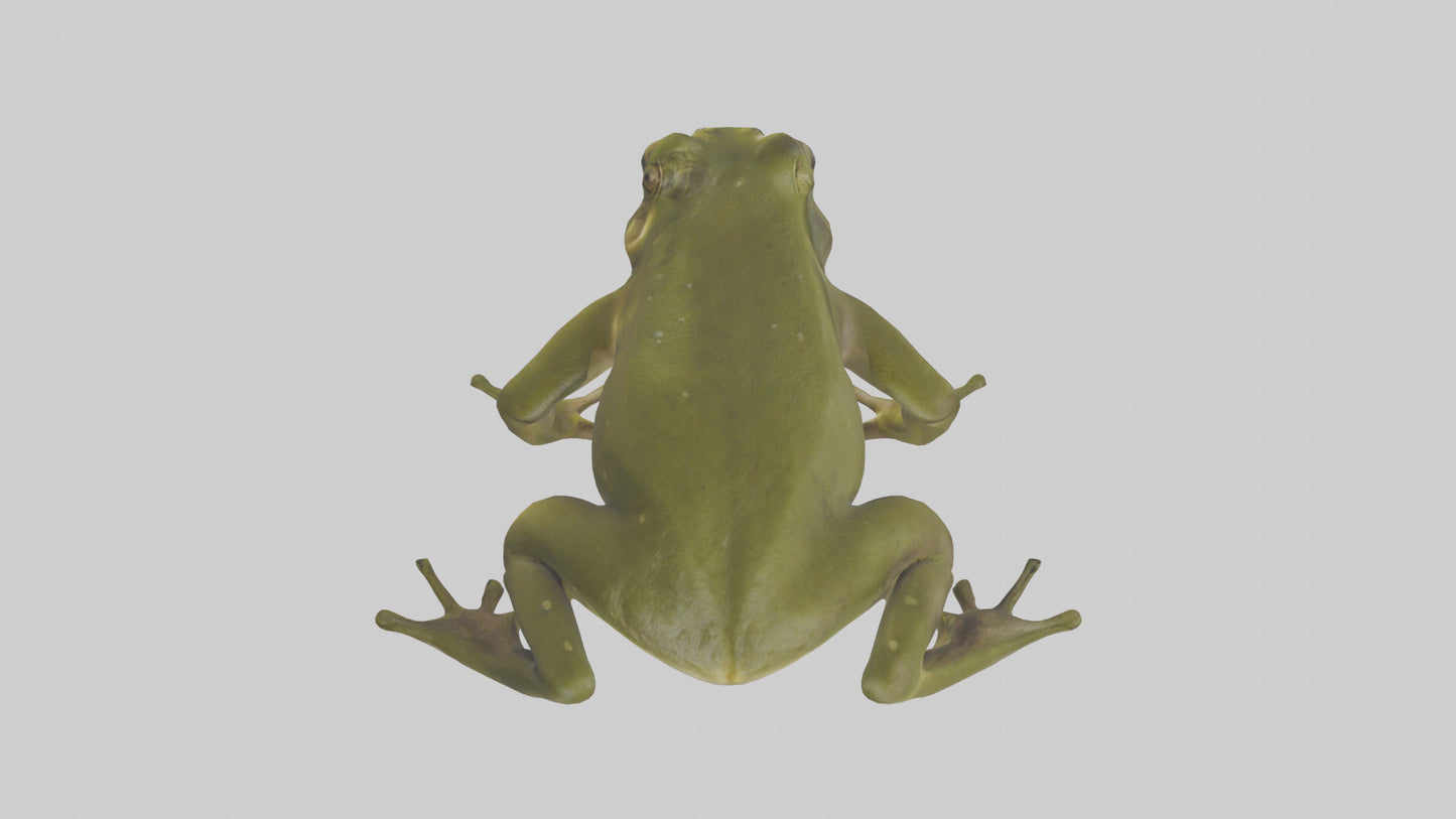 Indian Bullfrog croaking model VR / AR / low-poly