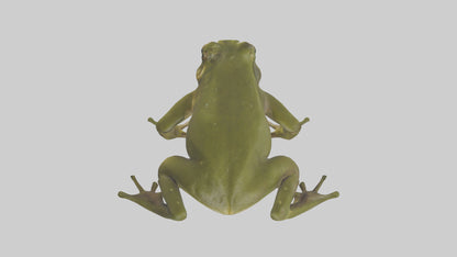 Indian Bullfrog croaking model VR / AR / low-poly