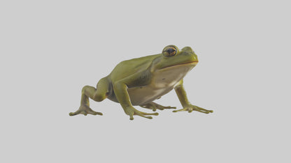 Indian Bullfrog croaking model VR / AR / low-poly