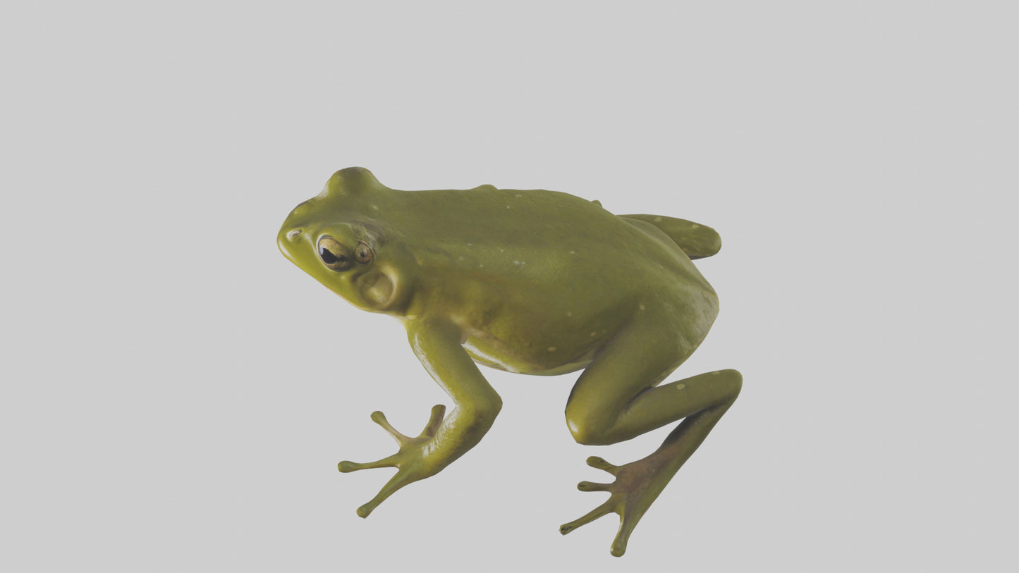 Indian Bullfrog croaking model VR / AR / low-poly