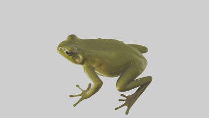 Indian Bullfrog croaking model VR / AR / low-poly