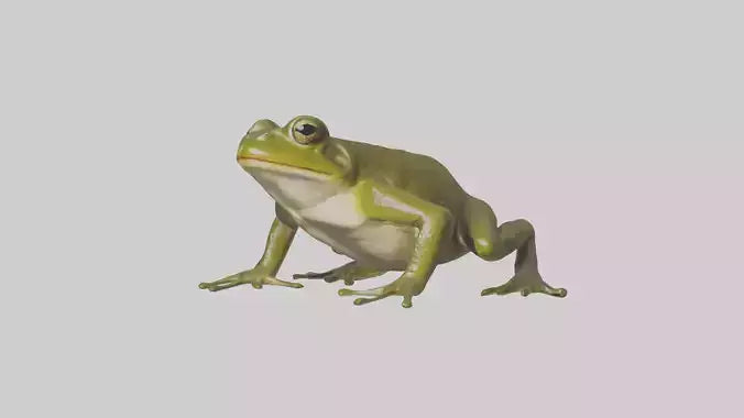 Indian Bullfrog croaking model VR / AR / low-poly