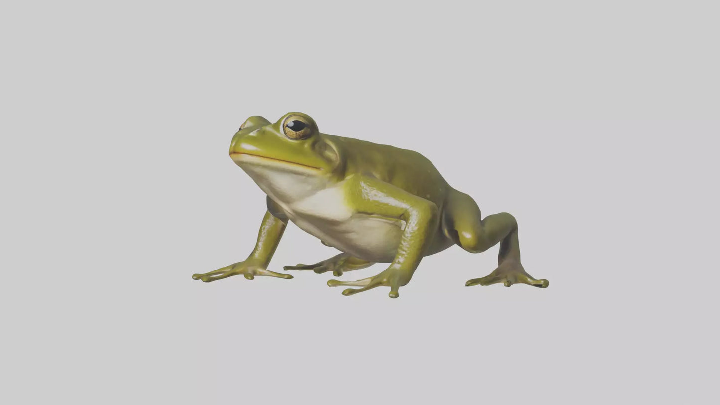 Indian Bullfrog croaking model VR / AR / low-poly