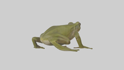 Indian Bullfrog croaking model VR / AR / low-poly