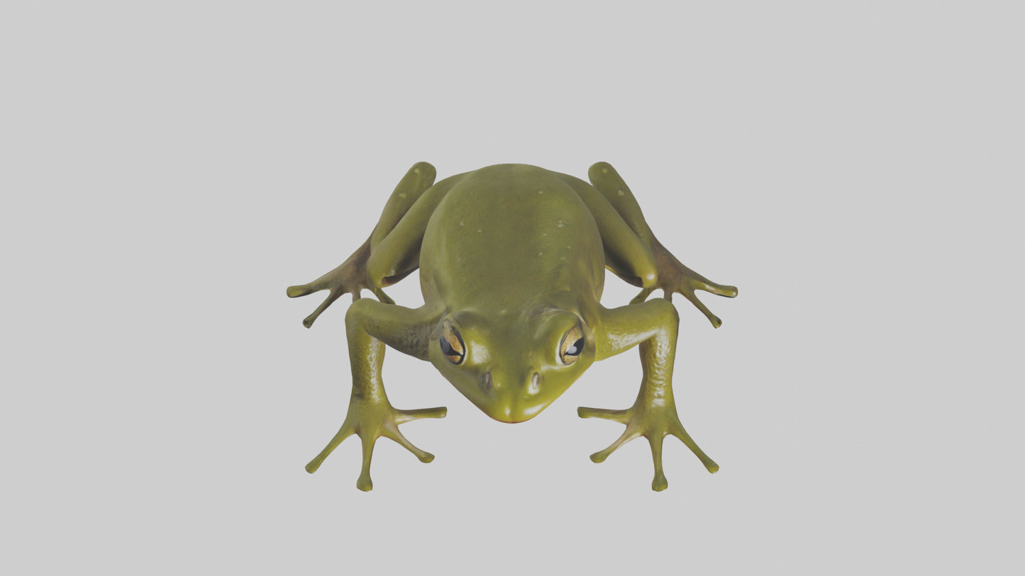 Indian Bullfrog croaking model VR / AR / low-poly