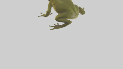 Indian Bullfrog croaking model VR / AR / low-poly
