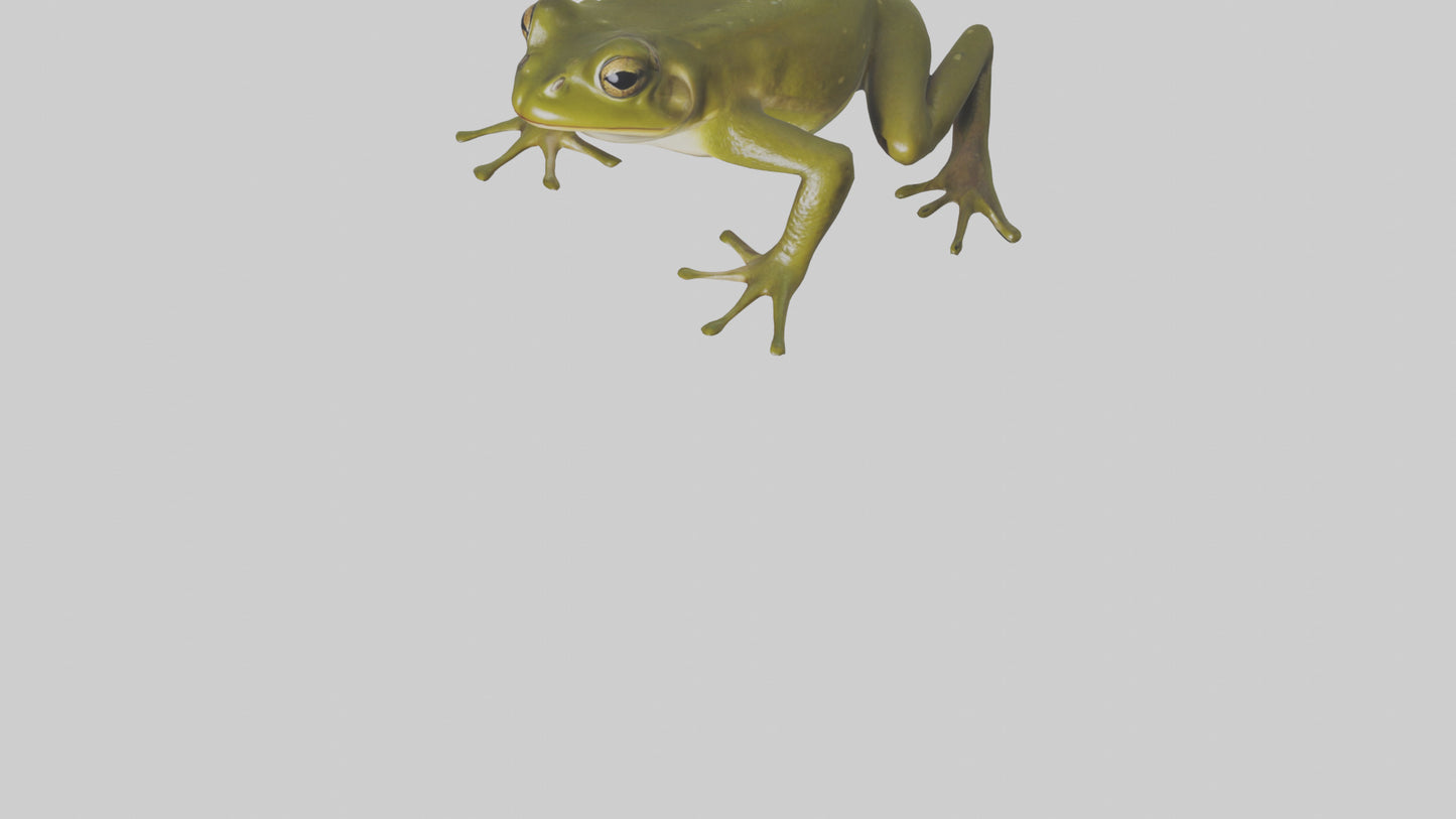 Indian Bullfrog croaking model VR / AR / low-poly