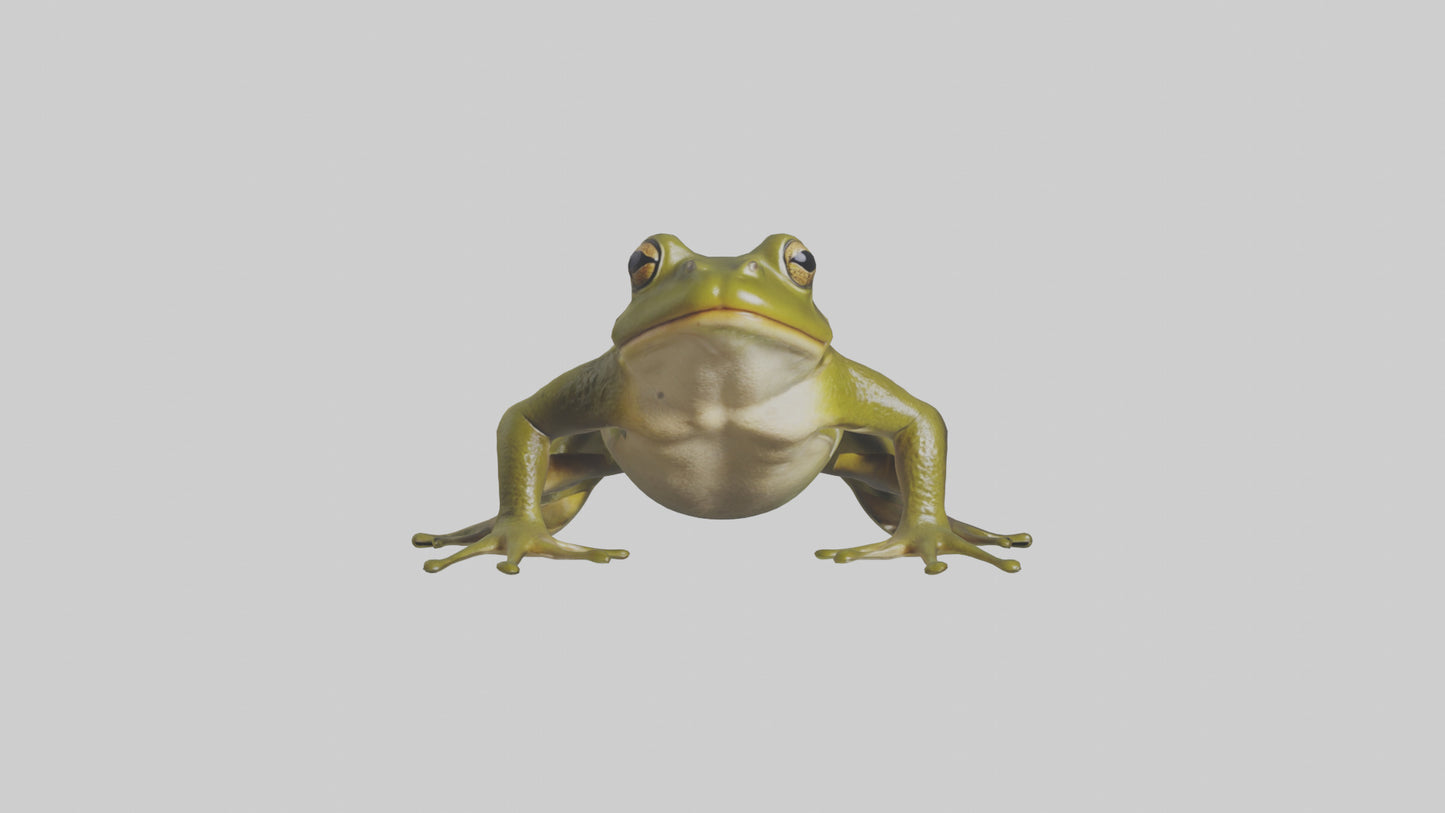 Indian Bullfrog croaking model VR / AR / low-poly
