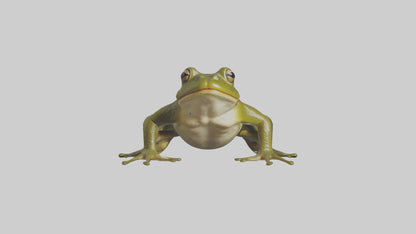 Indian Bullfrog croaking model VR / AR / low-poly