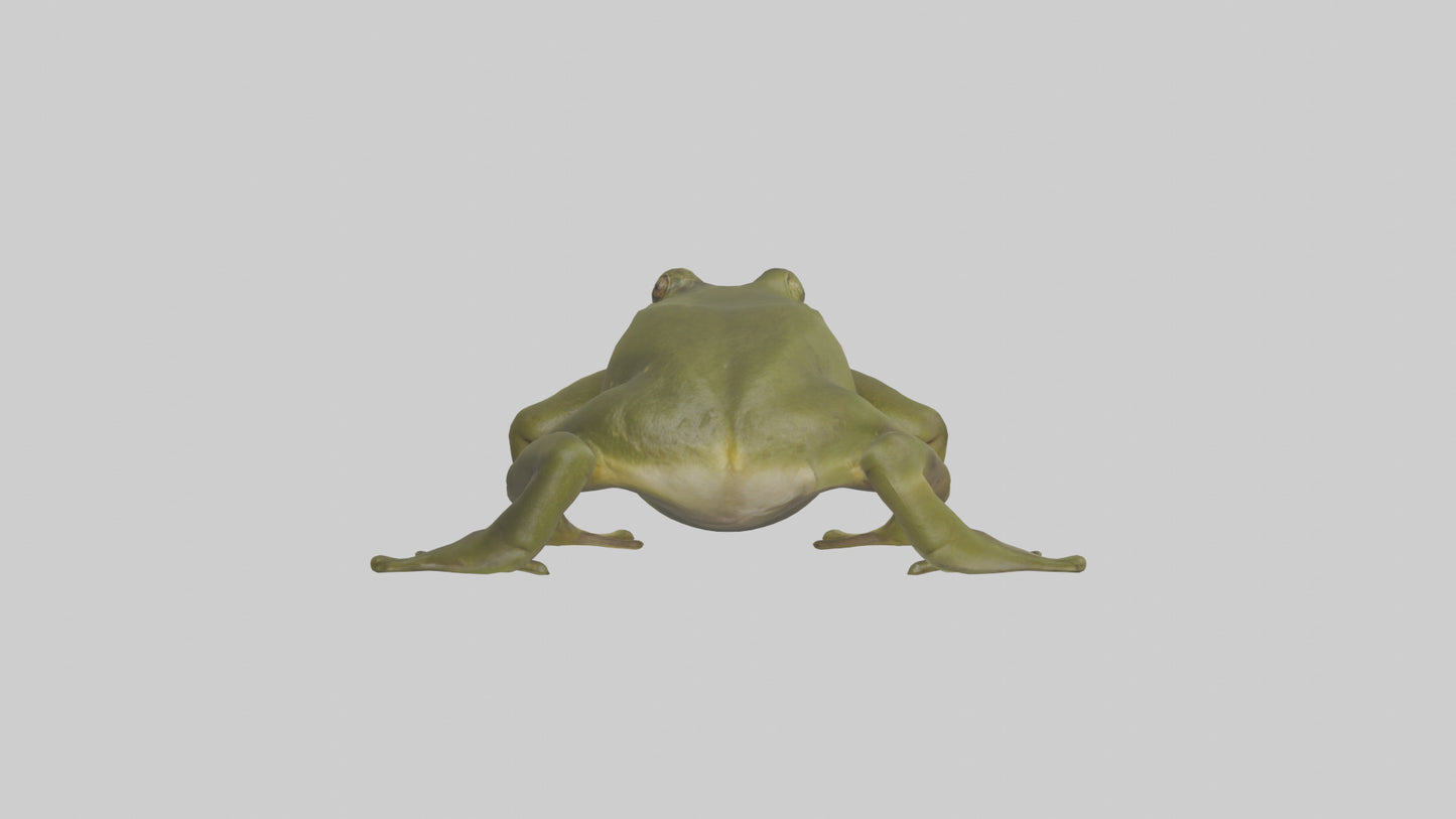 Indian Bullfrog croaking model VR / AR / low-poly