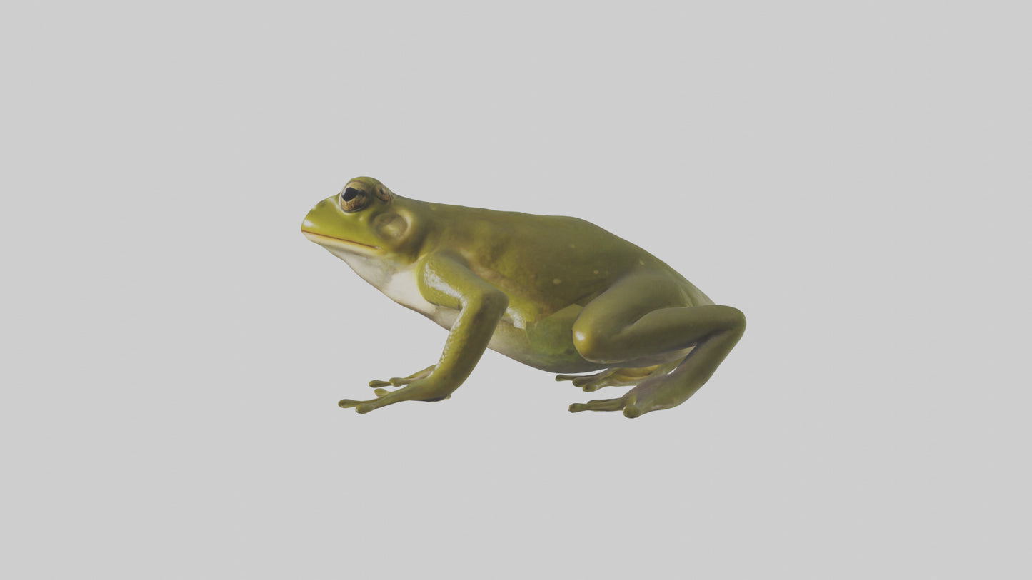 Indian Bullfrog croaking model VR / AR / low-poly