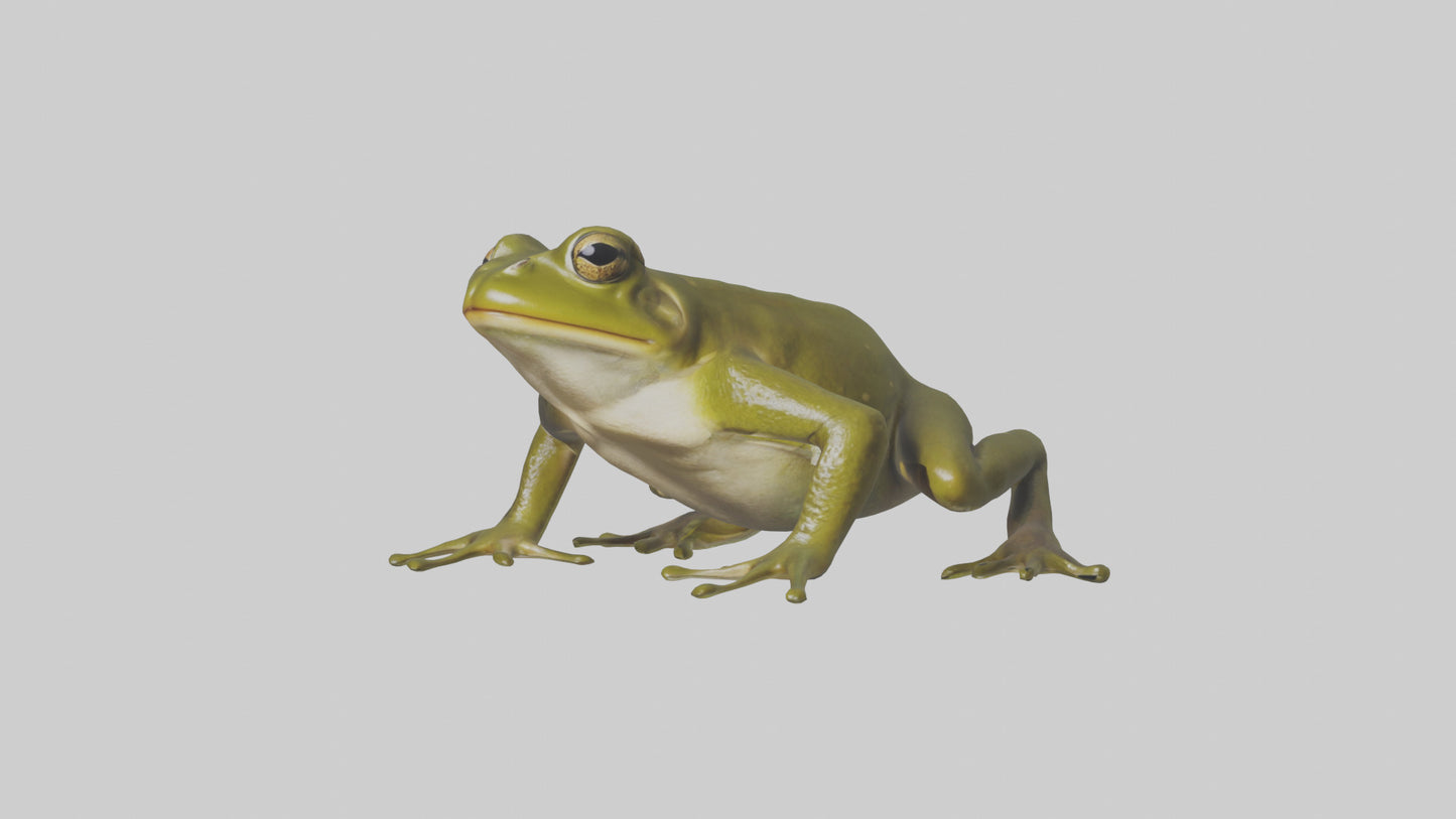 Indian Bullfrog croaking model VR / AR / low-poly