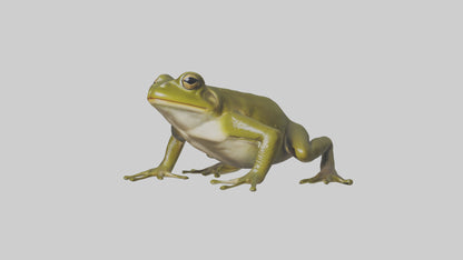 Indian Bullfrog croaking model VR / AR / low-poly