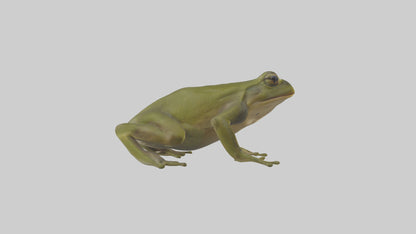 Indian Bullfrog croaking model VR / AR / low-poly