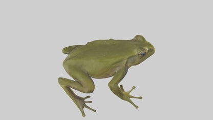 Indian Bullfrog croaking model VR / AR / low-poly
