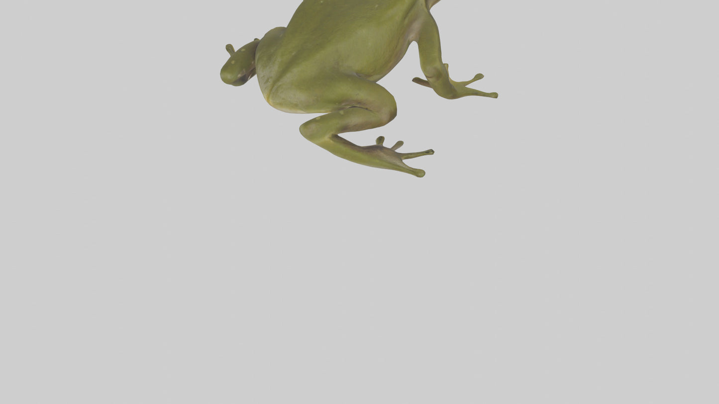 Indian Bullfrog croaking model VR / AR / low-poly