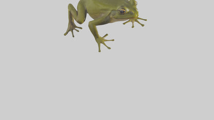 Indian Bullfrog croaking model VR / AR / low-poly