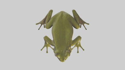 Indian Bullfrog croaking model VR / AR / low-poly
