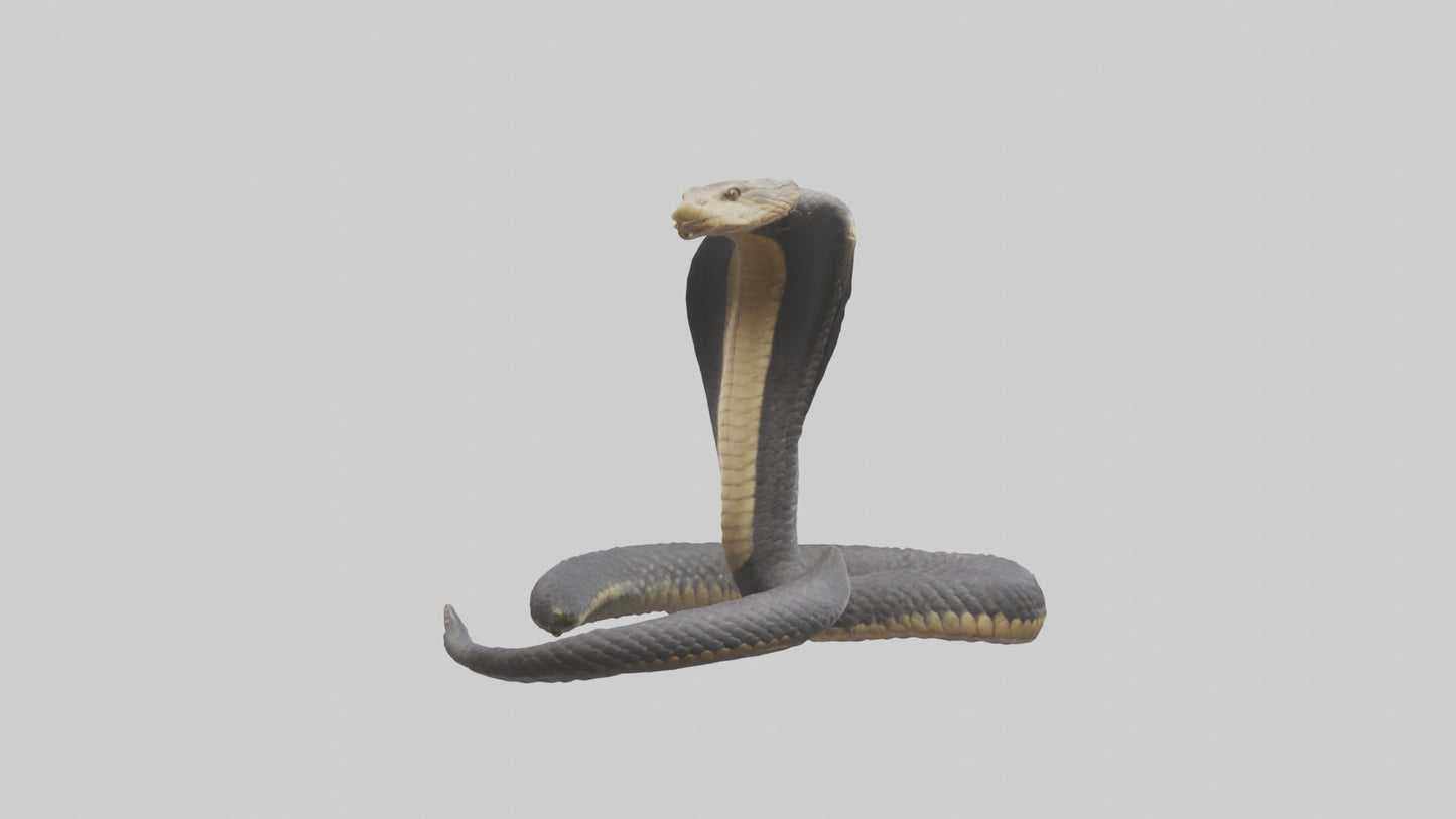 3D model Indian Cobra rearing model VR / AR / low-poly