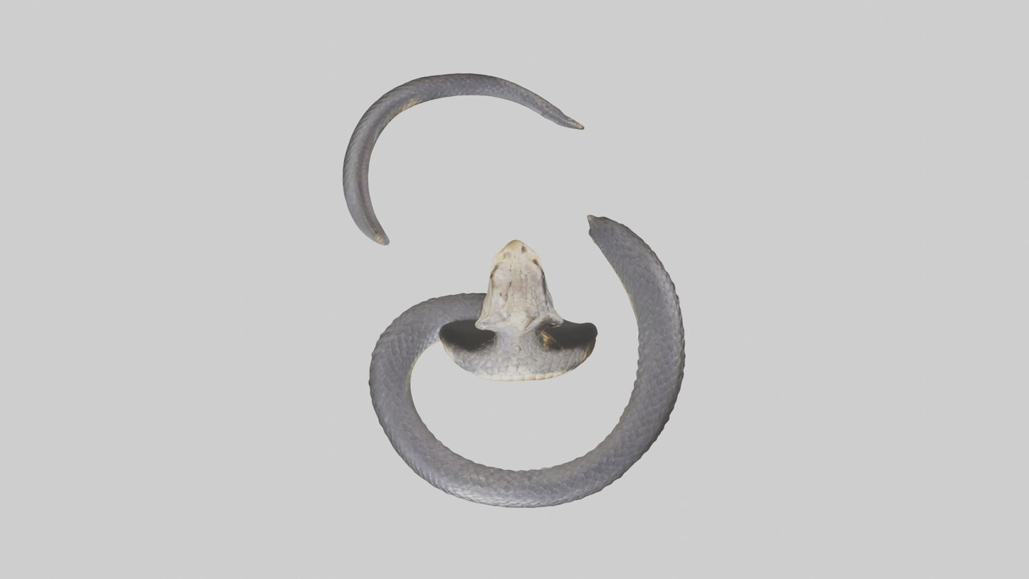 3D model Indian Cobra rearing model VR / AR / low-poly