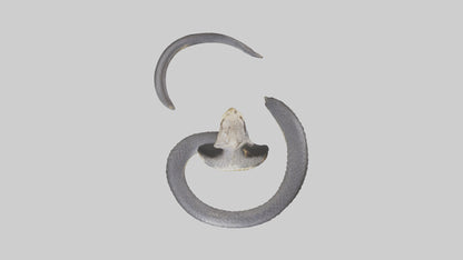 3D model Indian Cobra rearing model VR / AR / low-poly