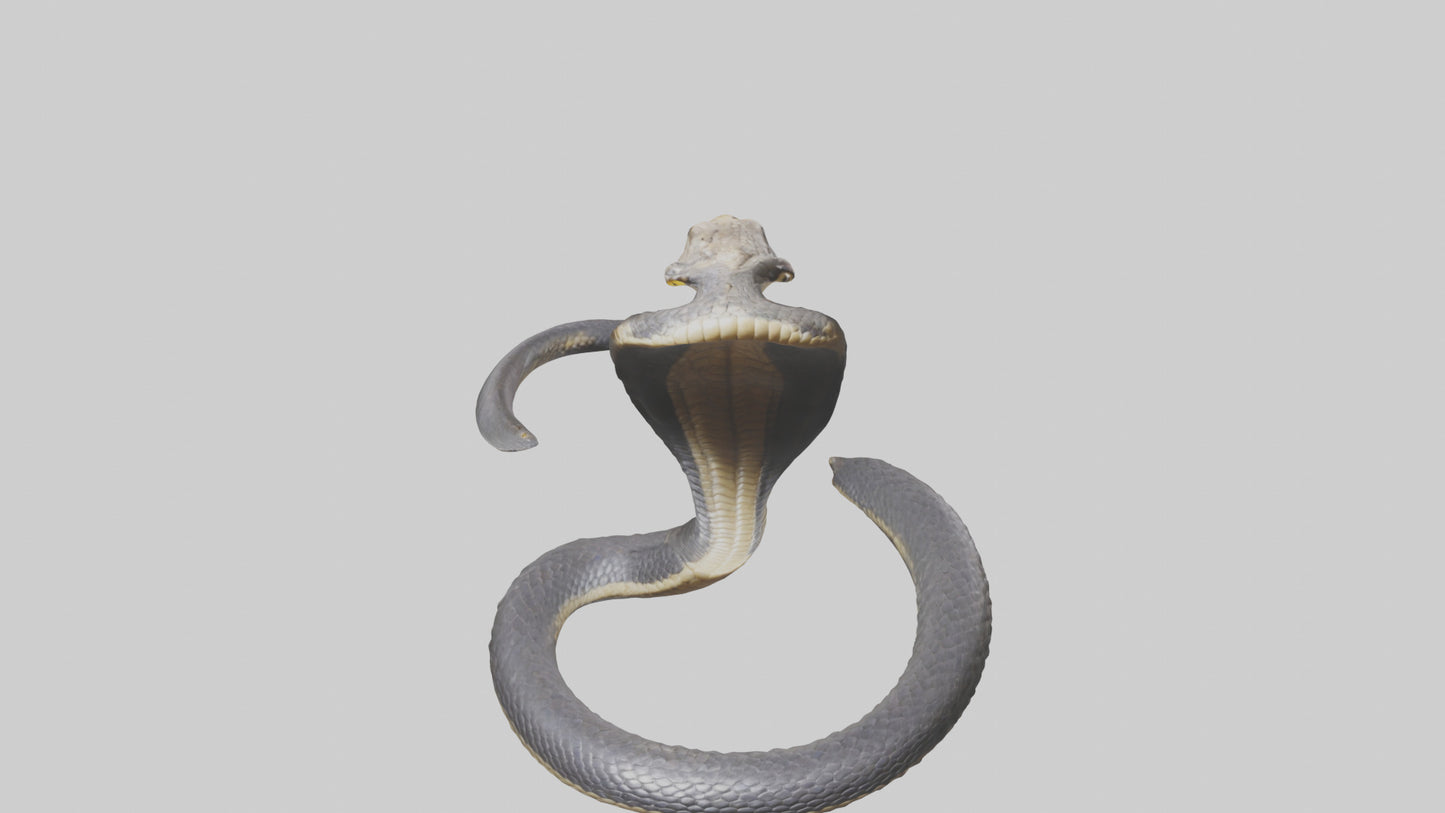 3D model Indian Cobra rearing model VR / AR / low-poly