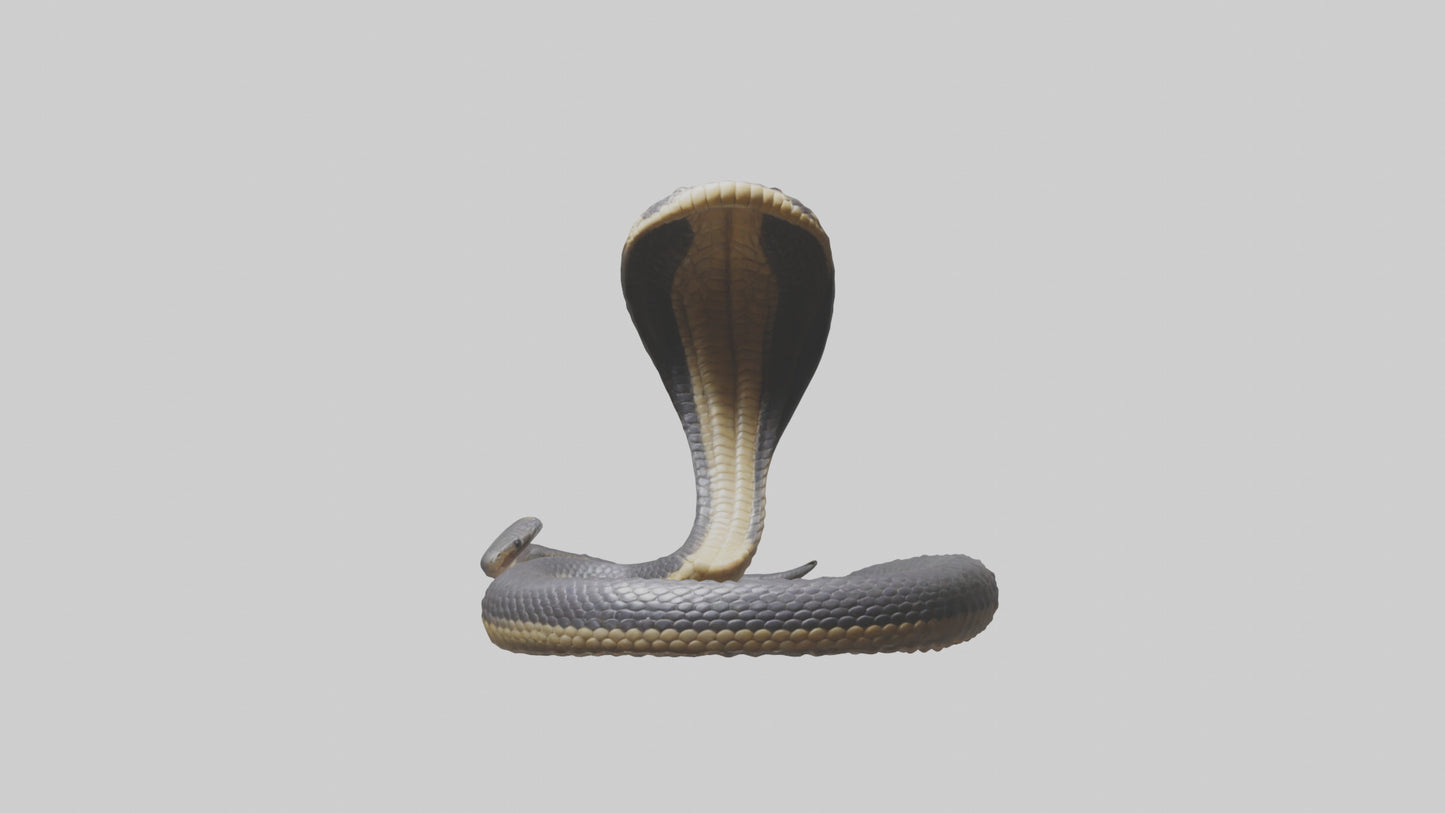 3D model Indian Cobra rearing model VR / AR / low-poly