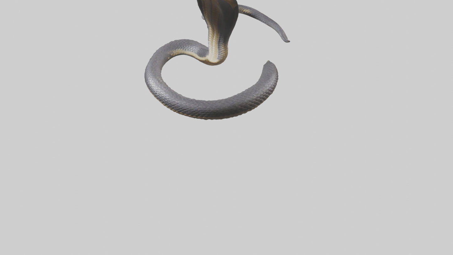 3D model Indian Cobra rearing model VR / AR / low-poly