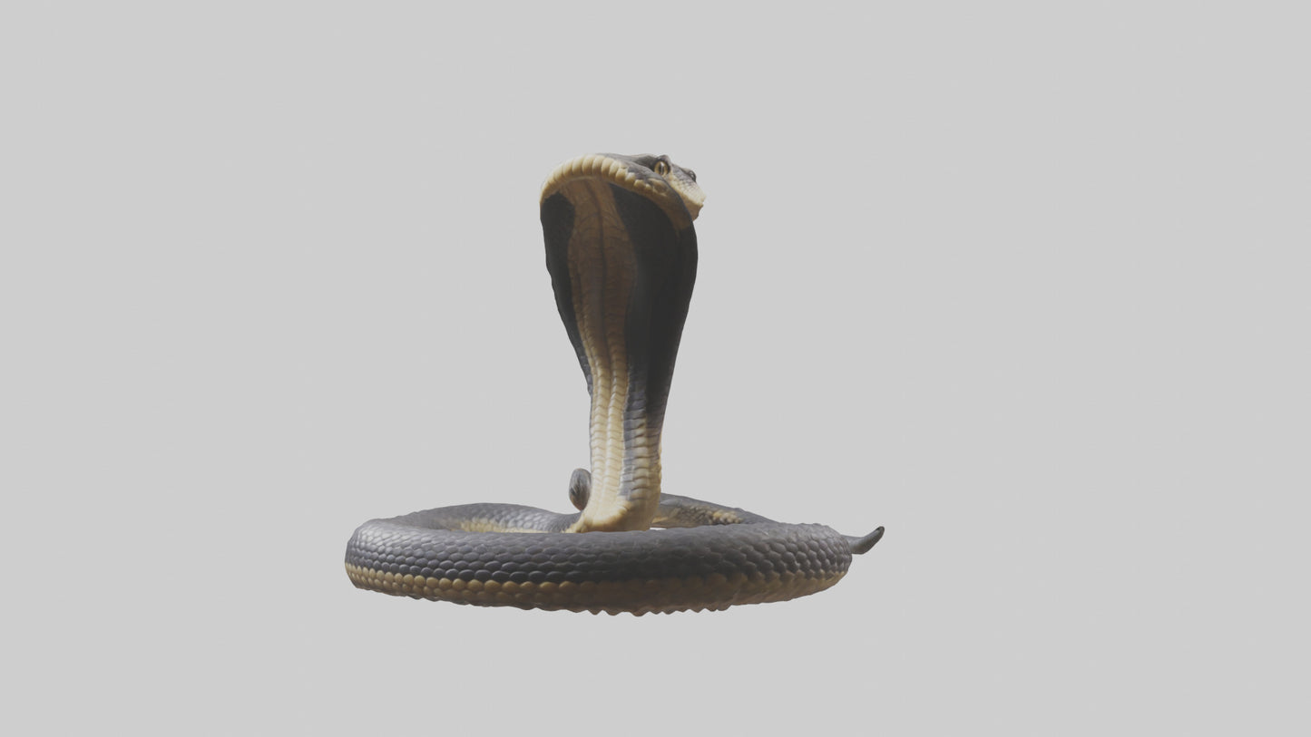 3D model Indian Cobra rearing model VR / AR / low-poly