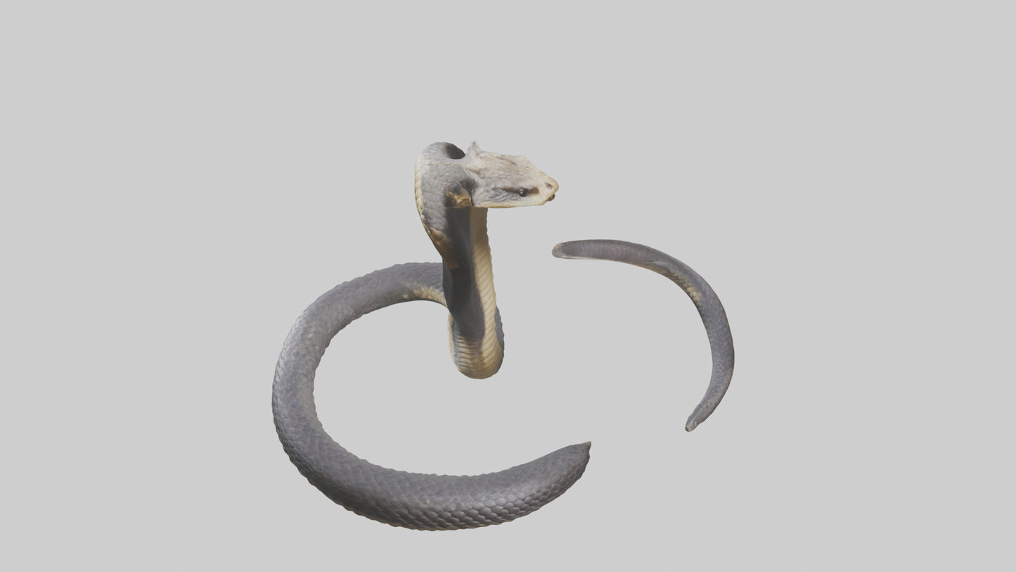3D model Indian Cobra rearing model VR / AR / low-poly