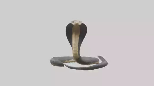 3D model Indian Cobra rearing model VR / AR / low-poly
