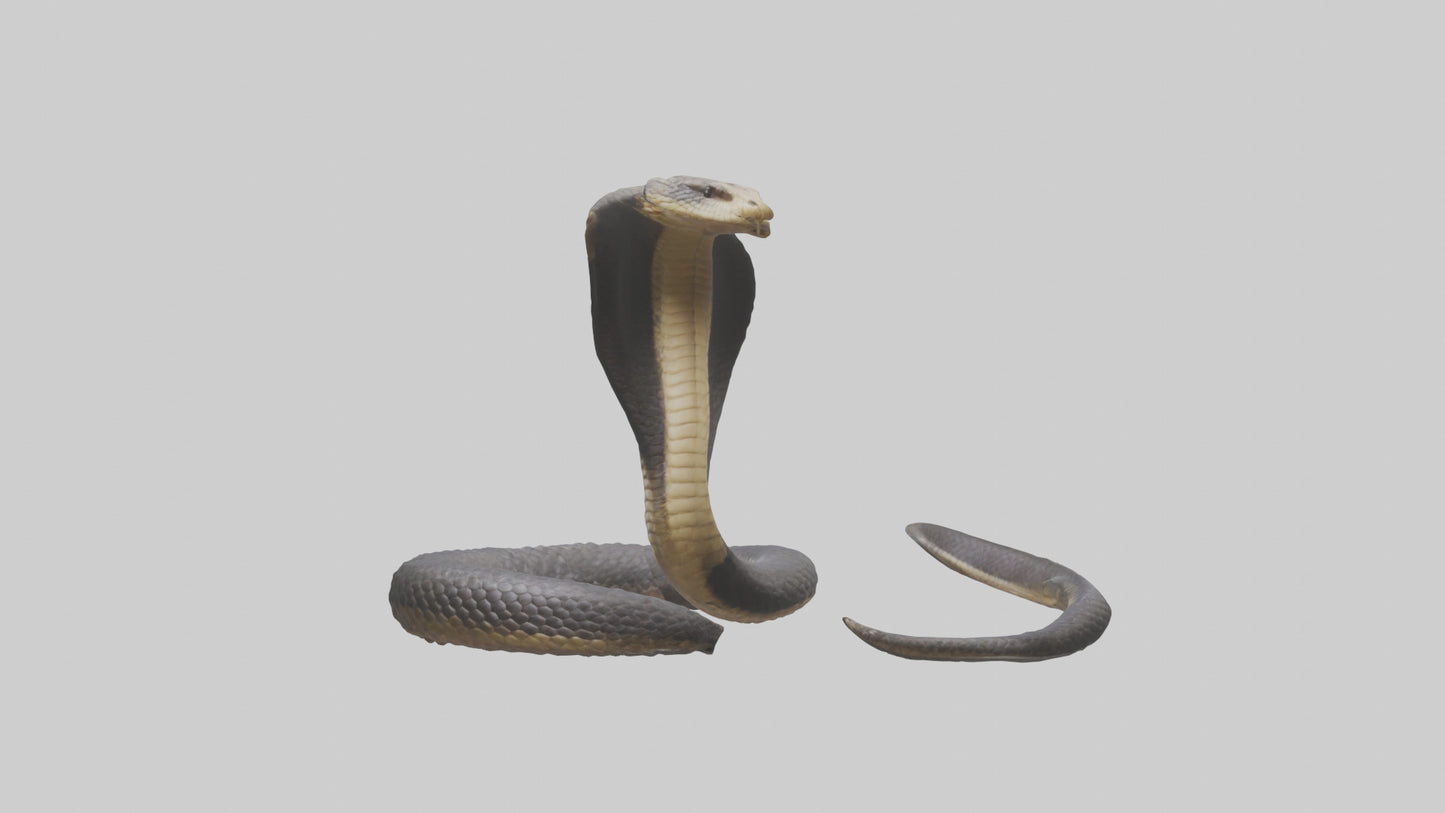 3D model Indian Cobra rearing model VR / AR / low-poly