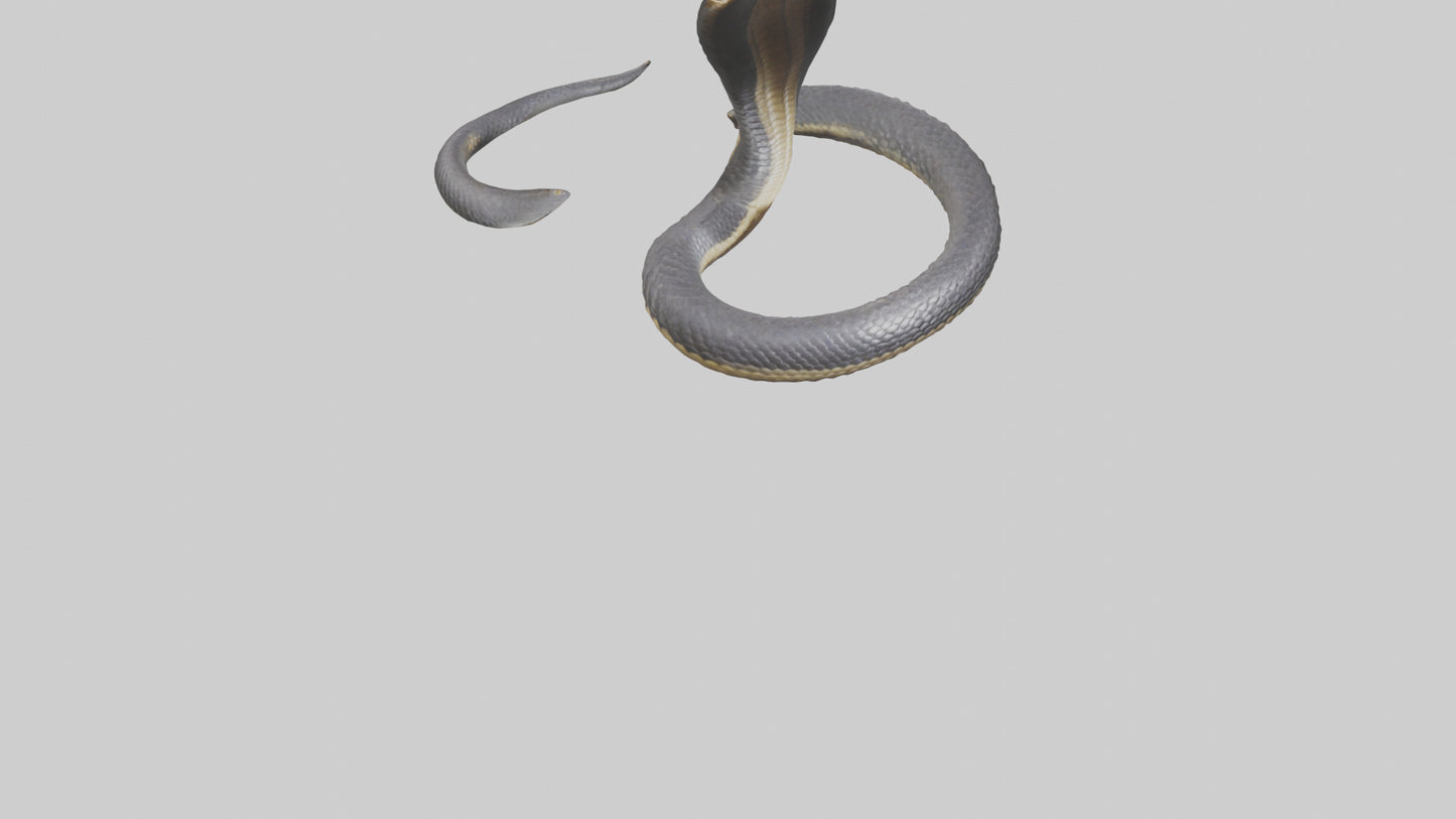3D model Indian Cobra rearing model VR / AR / low-poly