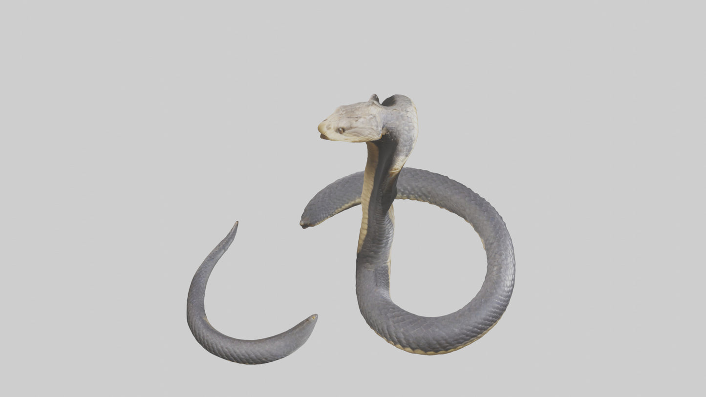 3D model Indian Cobra rearing model VR / AR / low-poly