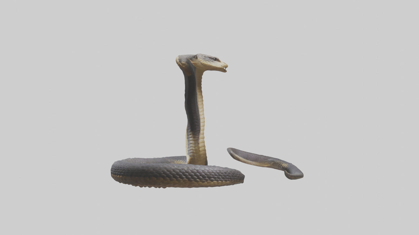 3D model Indian Cobra rearing model VR / AR / low-poly