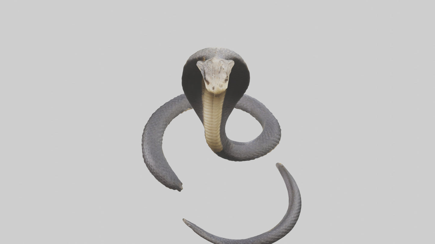 3D model Indian Cobra rearing model VR / AR / low-poly