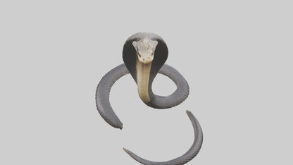 3D model Indian Cobra rearing model VR / AR / low-poly