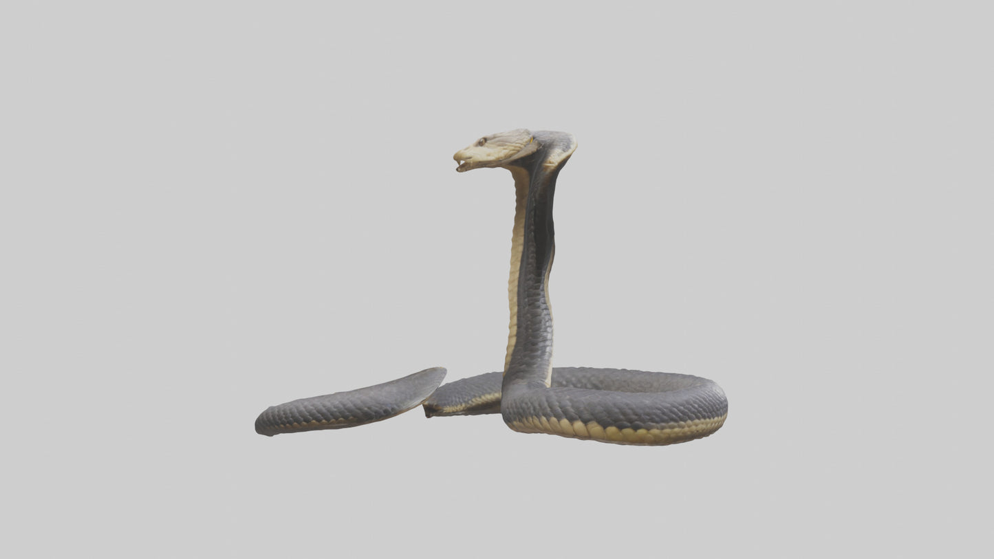 3D model Indian Cobra rearing model VR / AR / low-poly