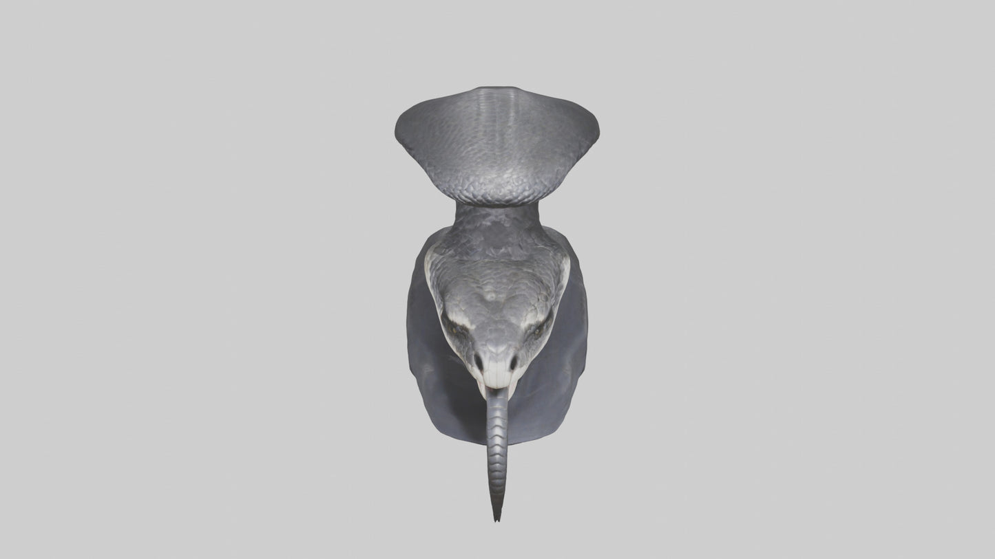 3D model Indian Cobra spreading hood model VR / AR / low-poly
