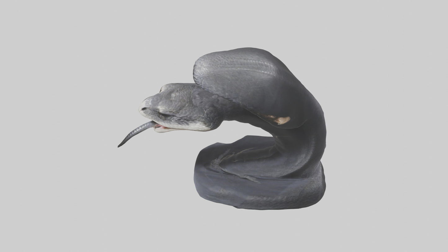 3D model Indian Cobra spreading hood model VR / AR / low-poly
