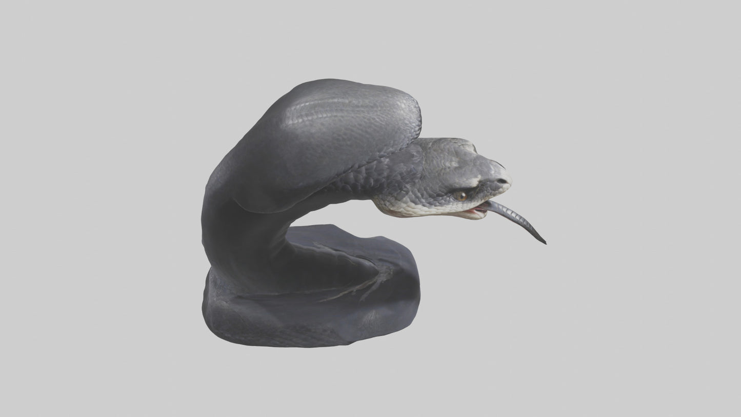 3D model Indian Cobra spreading hood model VR / AR / low-poly