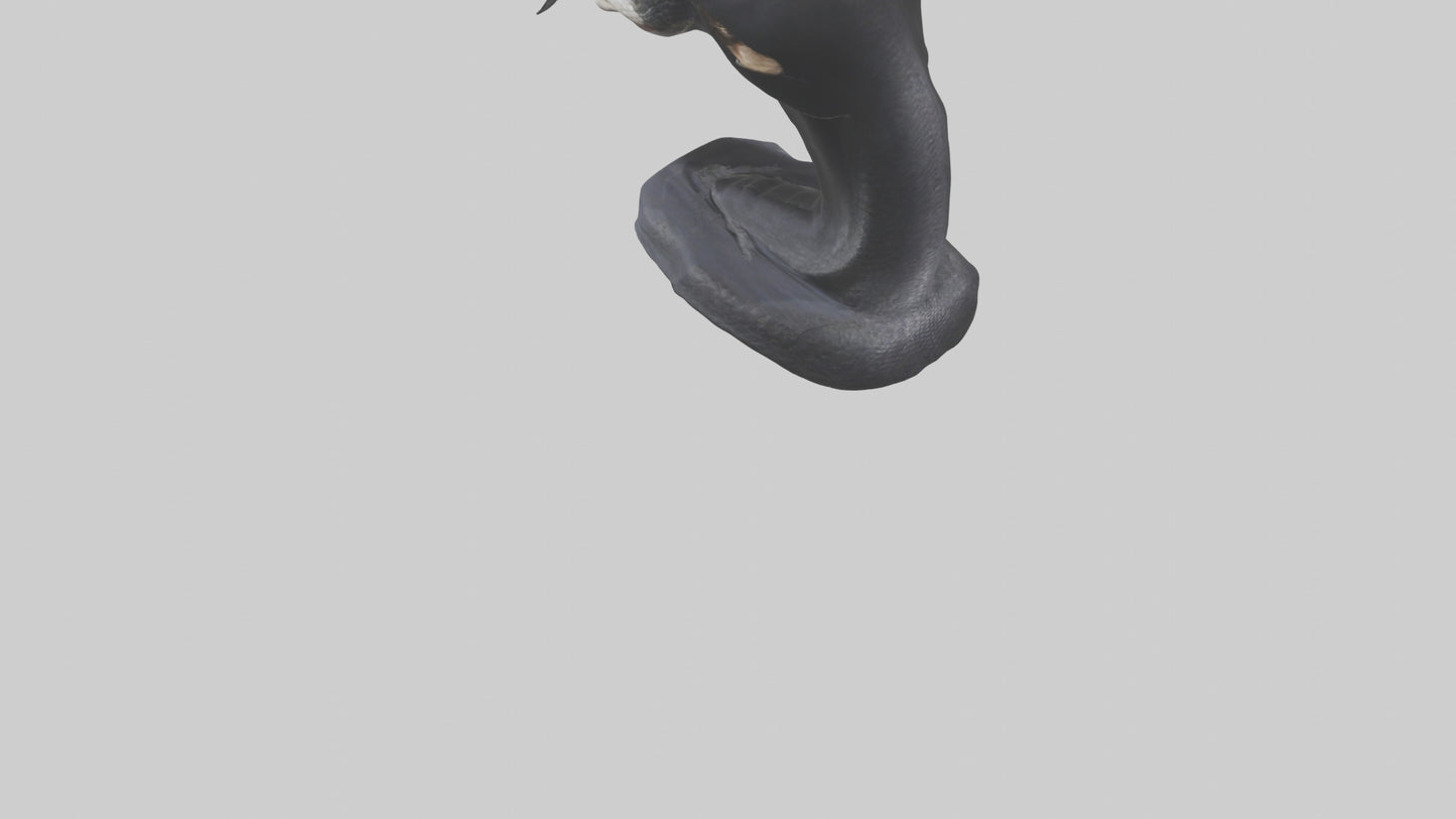 3D model Indian Cobra spreading hood model VR / AR / low-poly