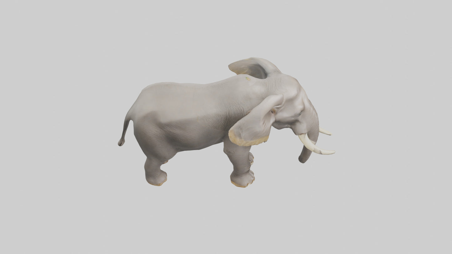 3D model Indian Elephant foraging model VR / AR / low-poly