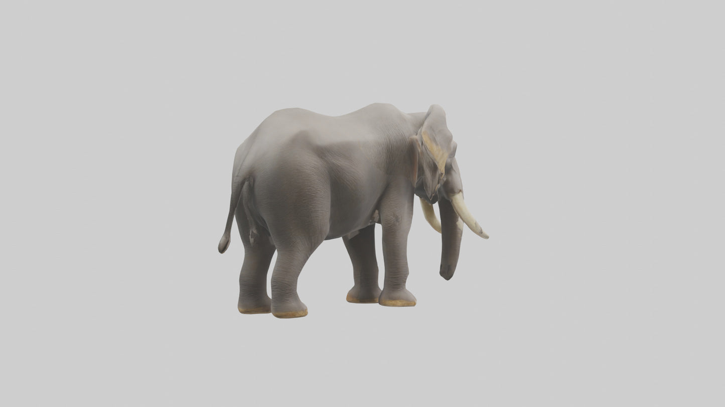 3D model Indian Elephant foraging model VR / AR / low-poly
