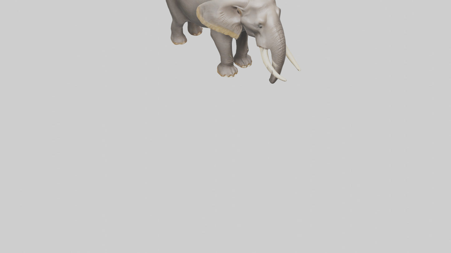 3D model Indian Elephant foraging model VR / AR / low-poly