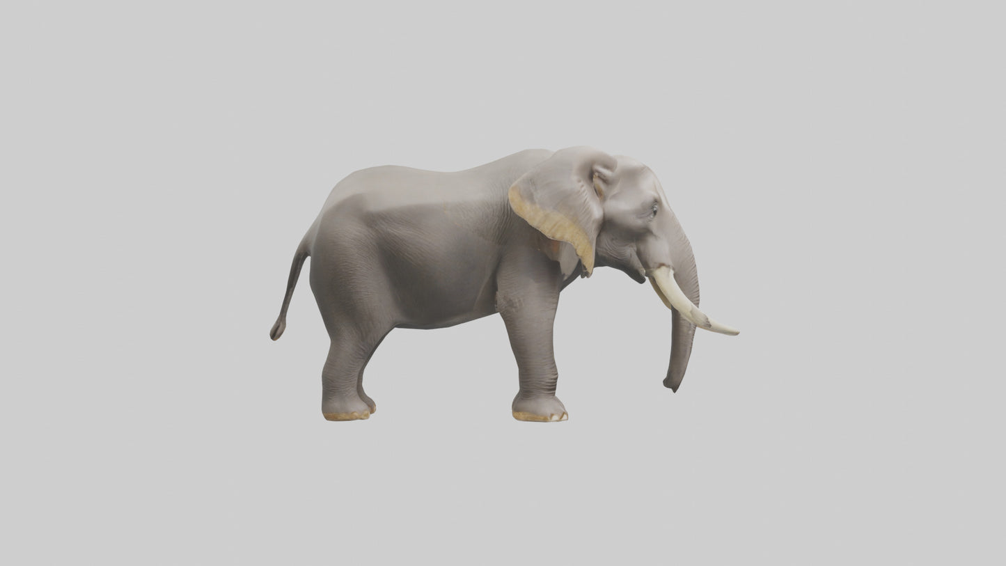 3D model Indian Elephant foraging model VR / AR / low-poly
